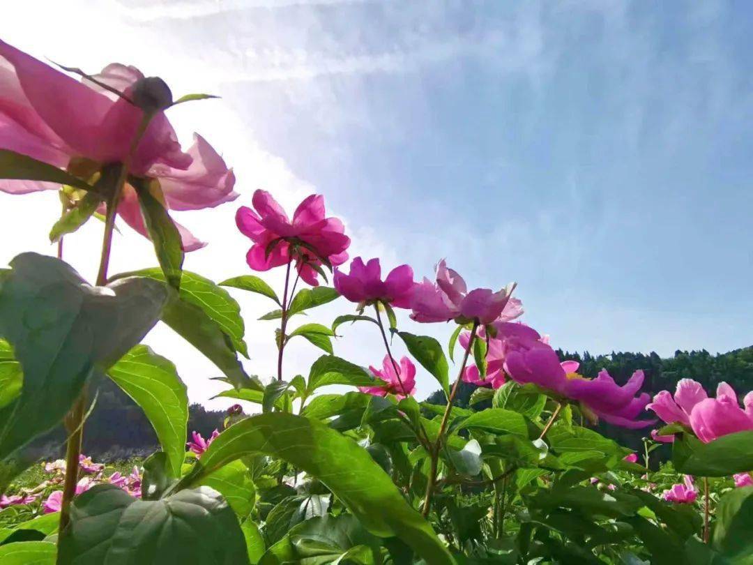 绝世天府：碧草如茵，天空白云下的绿色乐园