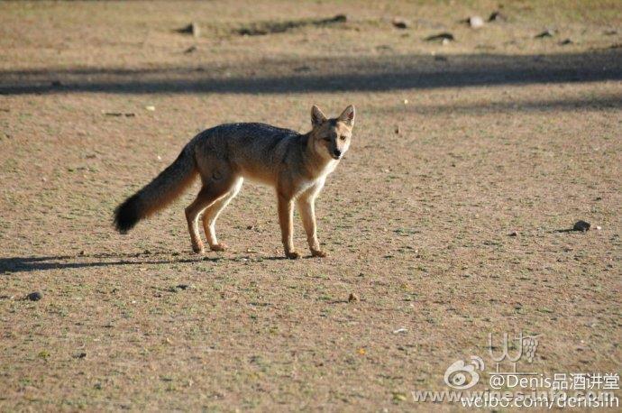 羊黑疫_黑羊_羊黑疫的流行特点