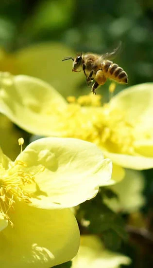 蜂赏app_蜂赏悬赏平台_蜂赏