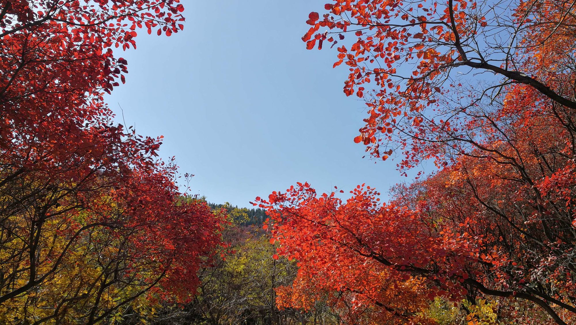 贴山靠_八极拳贴山靠动态图_贴靠山是哪里人