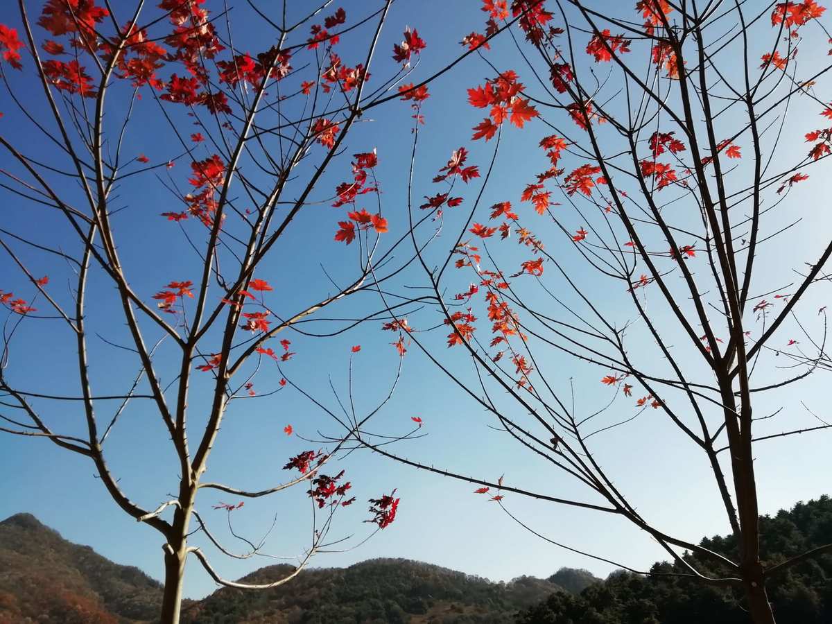 贴靠山是哪里人_贴山靠_八极拳贴山靠动态图