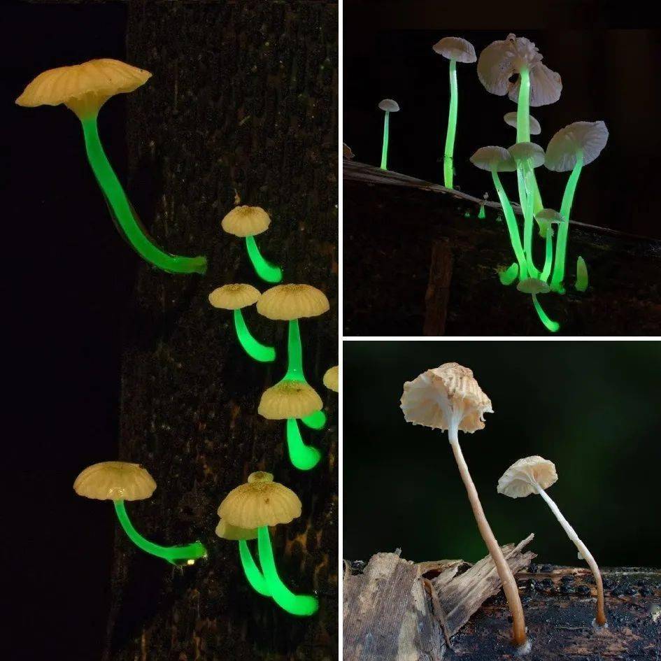 蘑菇发光了还能吃吗_发光蘑菇发光的原因可能是_发光蘑菇
