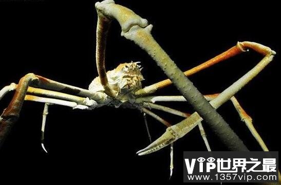 海底小纵队第四季蟹钳虾图片_大花猫秘制蟹钳加盟_巨钳蟹