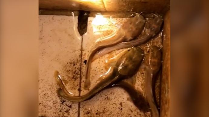 小蝌蚪视频免费观看_小蝌蚪视频免费观看_小蝌蚪视频免费观看