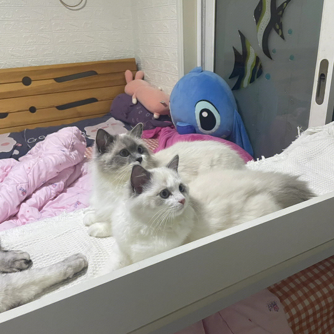 遇见猫克斯攻略_遇见你的猫_遇见猫头鹰是什么预兆