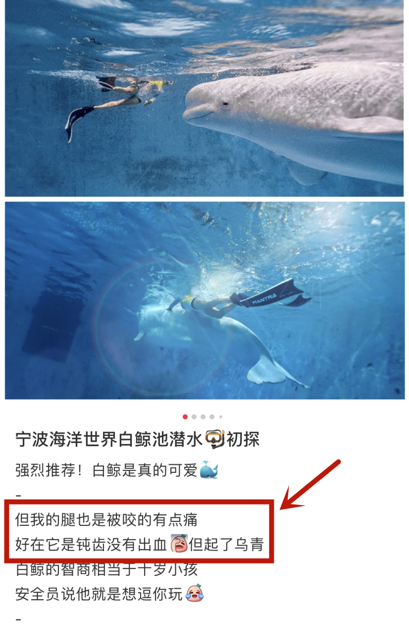 白鲸游戏swich_白鲸游戏_白鲸游戏999bj