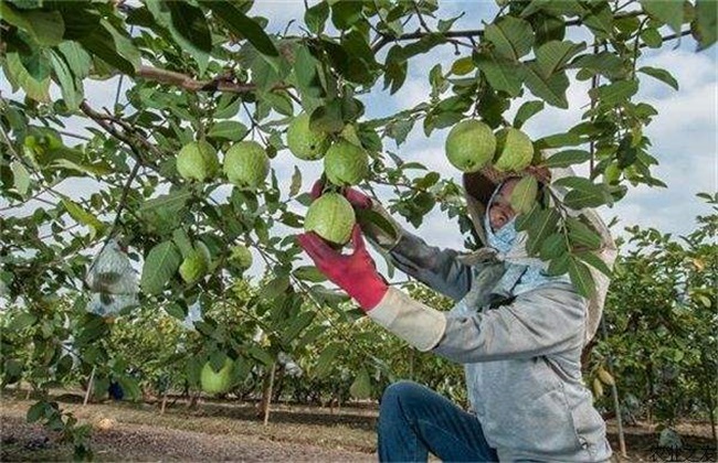 芭芭农场怎么换果树_芭芭农场怎么换果树_芭芭农场怎么换果树