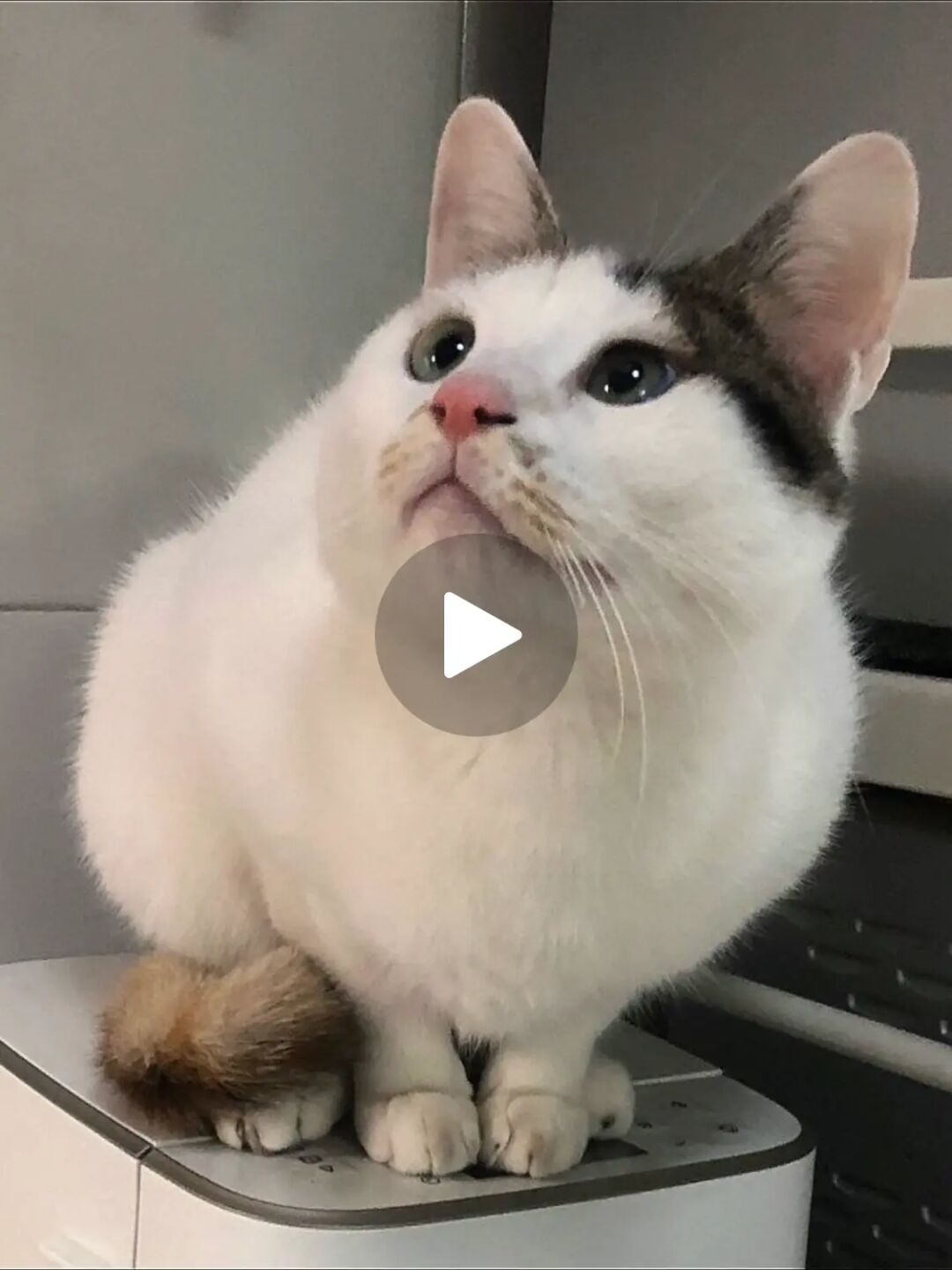 猫咪视频中心_猫咪社区官网app在线视频_呱呱视频社区官网