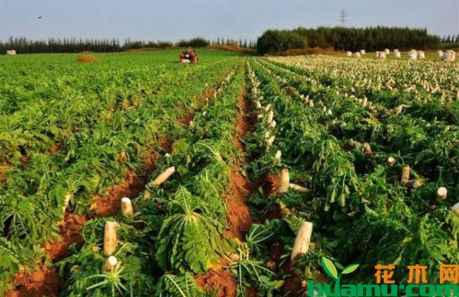 胡萝卜保卫战_小游戏萝卜保卫战_胡萝卜保卫战无敌版下载