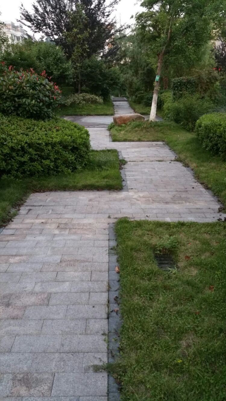 苍绿之径：春天的阳光透过树叶缝隙洒在地面