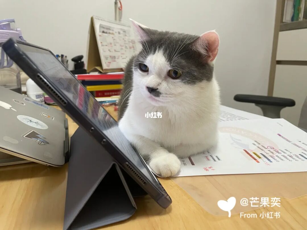 限时开启！全新猫咪vip老版本下载，速度更快，功能更强大