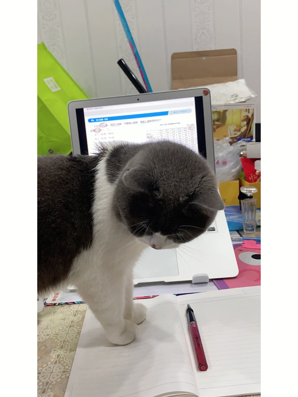 老猫下载_老版猫咪安卓下载官网_猫咪vip老版本下载