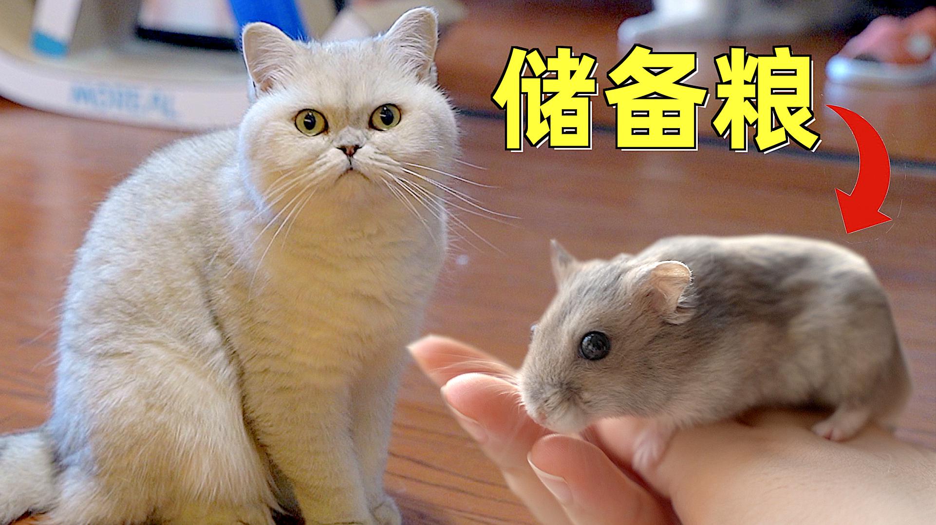 狐狸色在线av视频观看_快猫短视频在线观看_超碰在线公开视频观看
