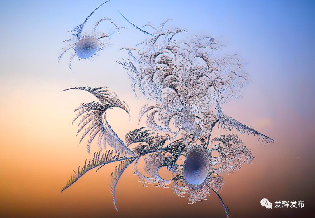 妮姆芙头像_妮姆芙洛克王国_妮姆芙