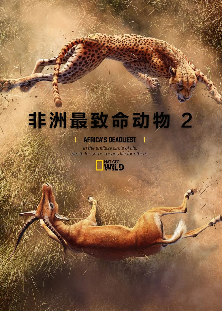 捕食日_鹰捕食狼_蜘蛛捕食苍蝇