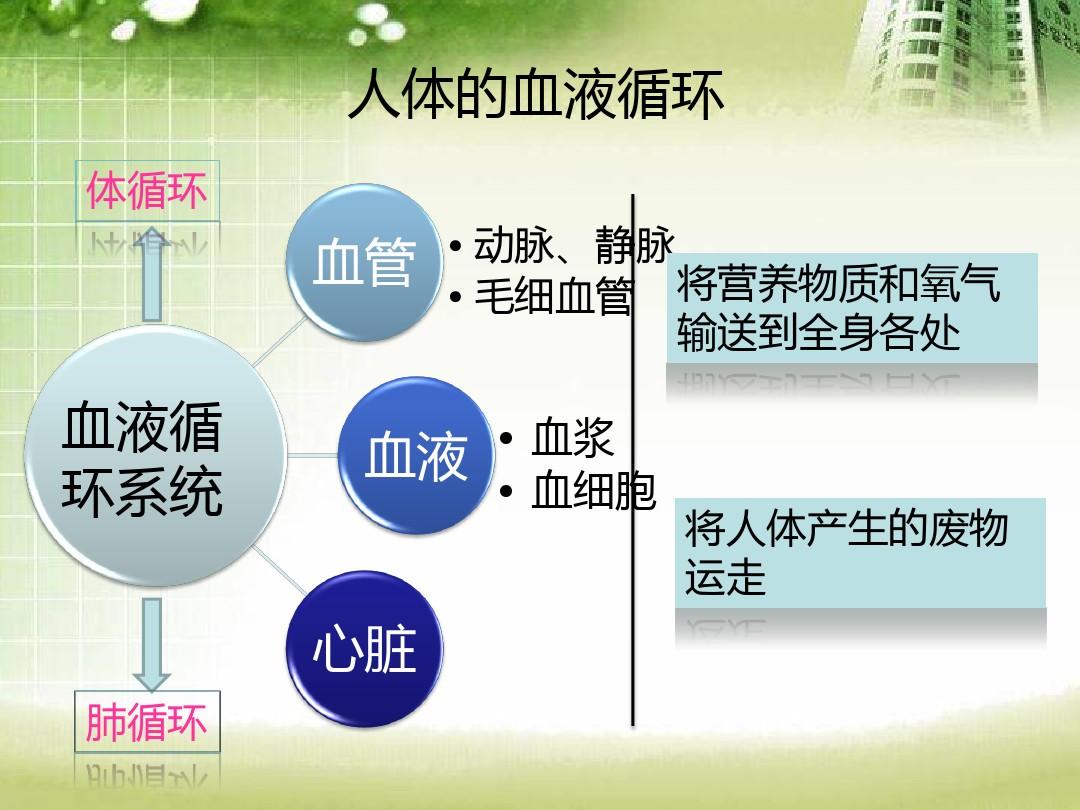 人体工厂：探秘神秘奇妙的思越木结构