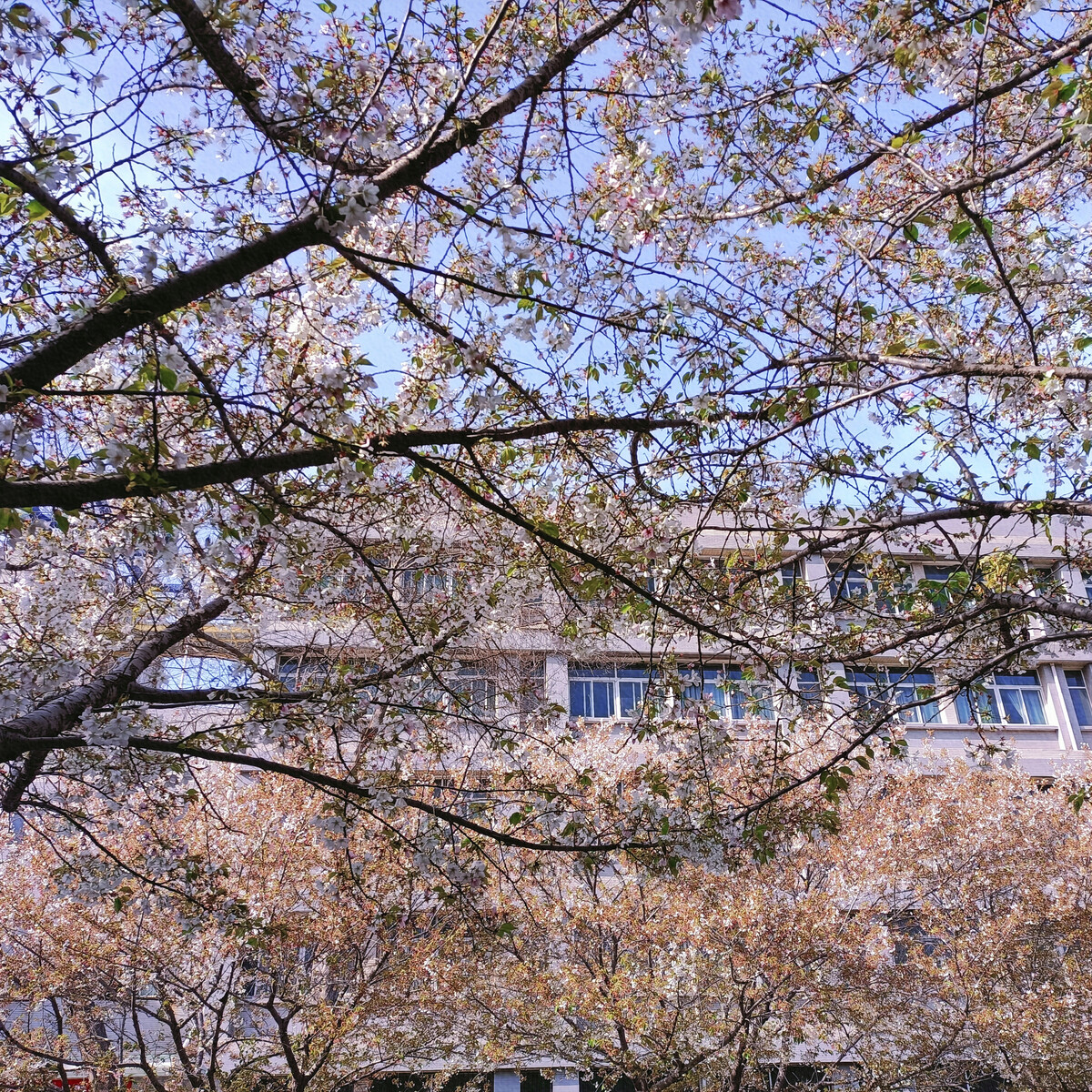 红色的樱花_深红色樱花树_樱花树红色