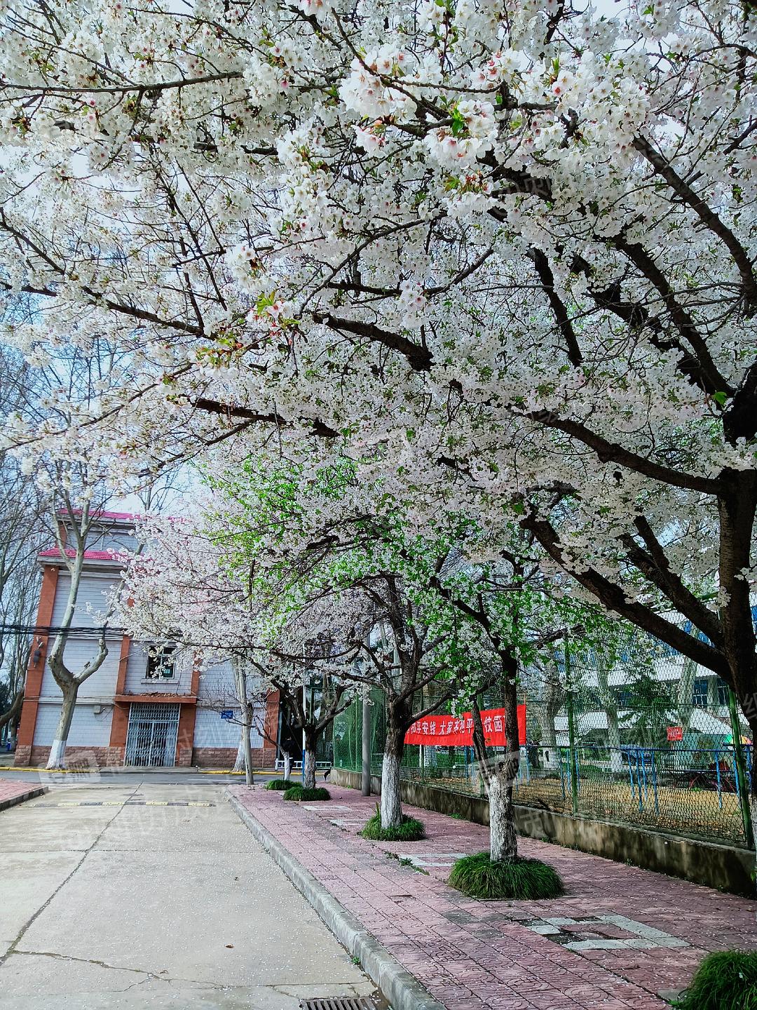 深红色樱花树_红色的樱花_樱花树红色