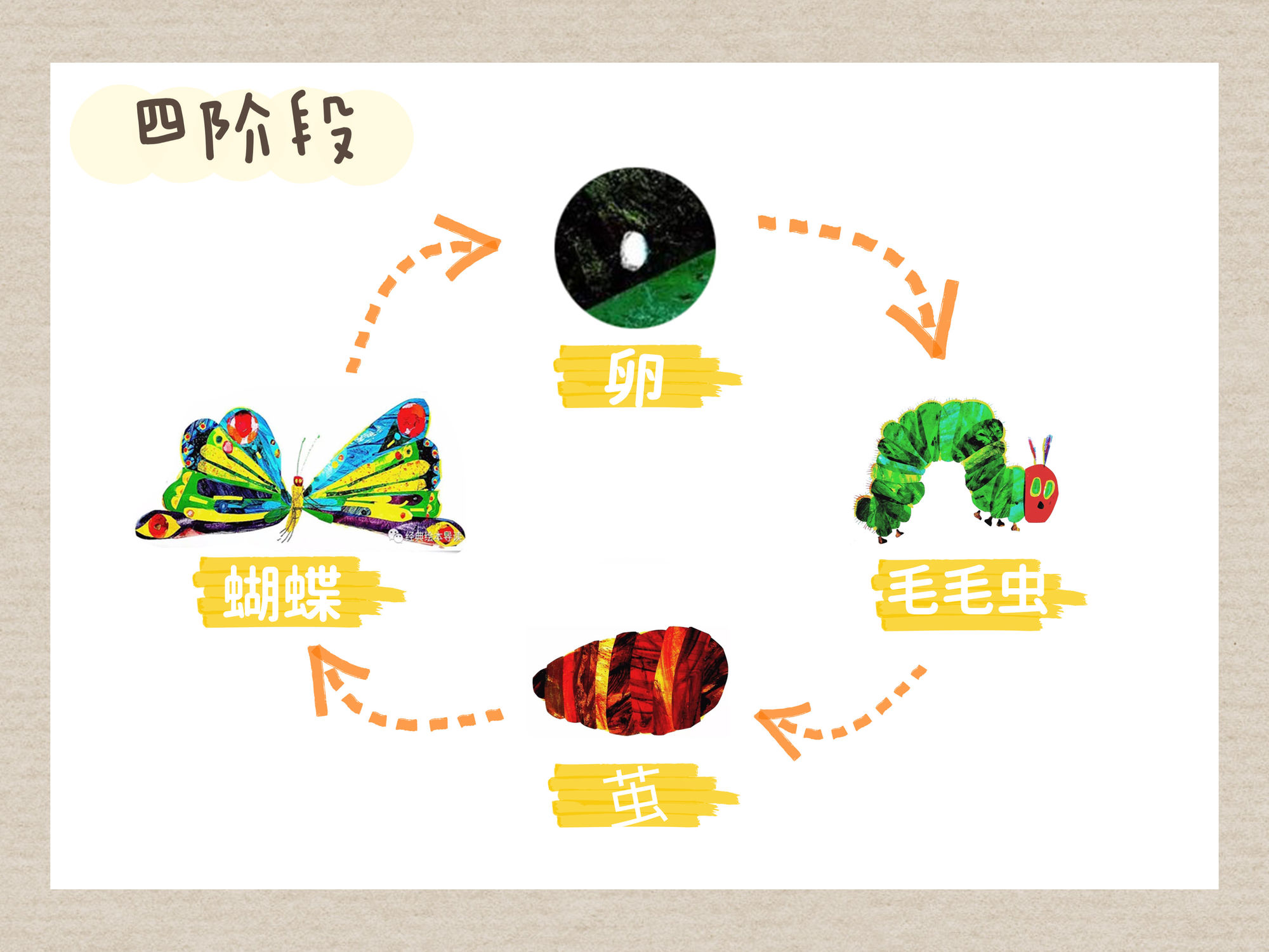 蝶舞思越木：蛹化羽翼