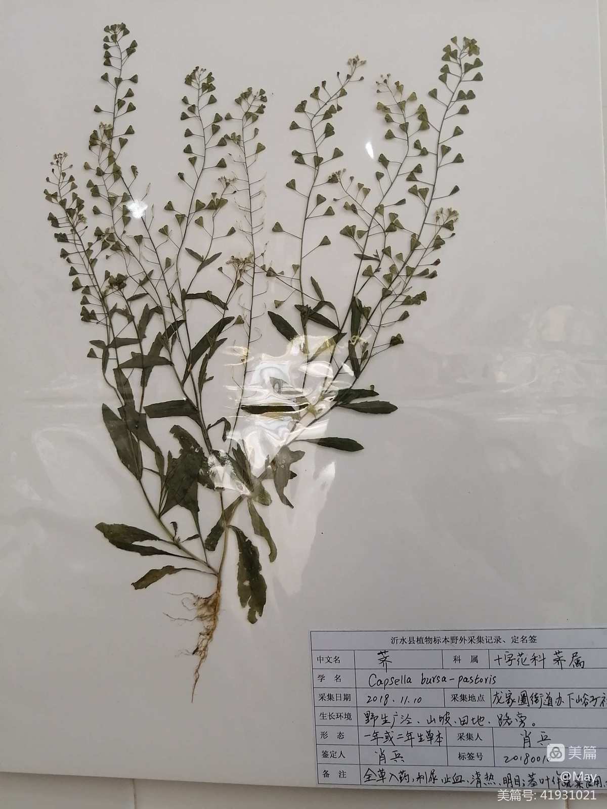 百草谷是什么药_百草谷是干什么用的_百草谷