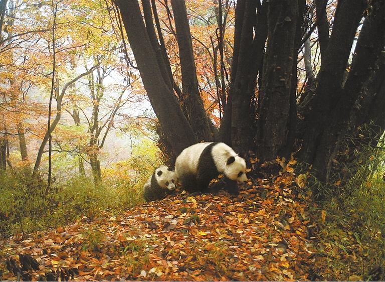 火焰之王：探秘火熊猫的独特火焰控制能力