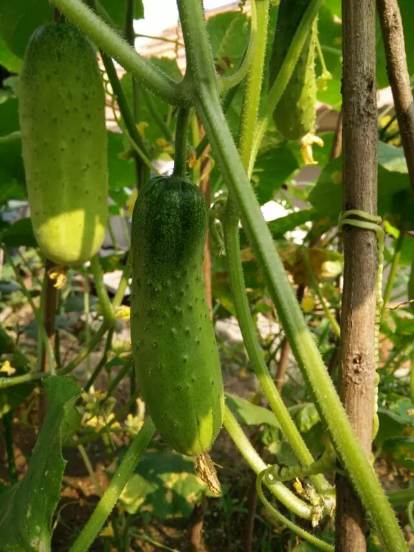 丝瓜黄瓜草莓香蕉鸭脖向日葵_丝瓜黄瓜草莓香蕉鸭脖向日葵_丝瓜黄瓜草莓香蕉鸭脖向日葵