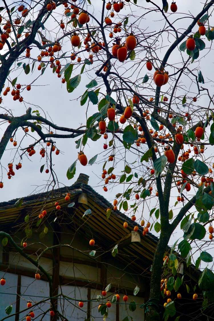 干柿鬼鲛简笔画图片_干柿鬼鲛图片头像_干柿鬼鲛图片