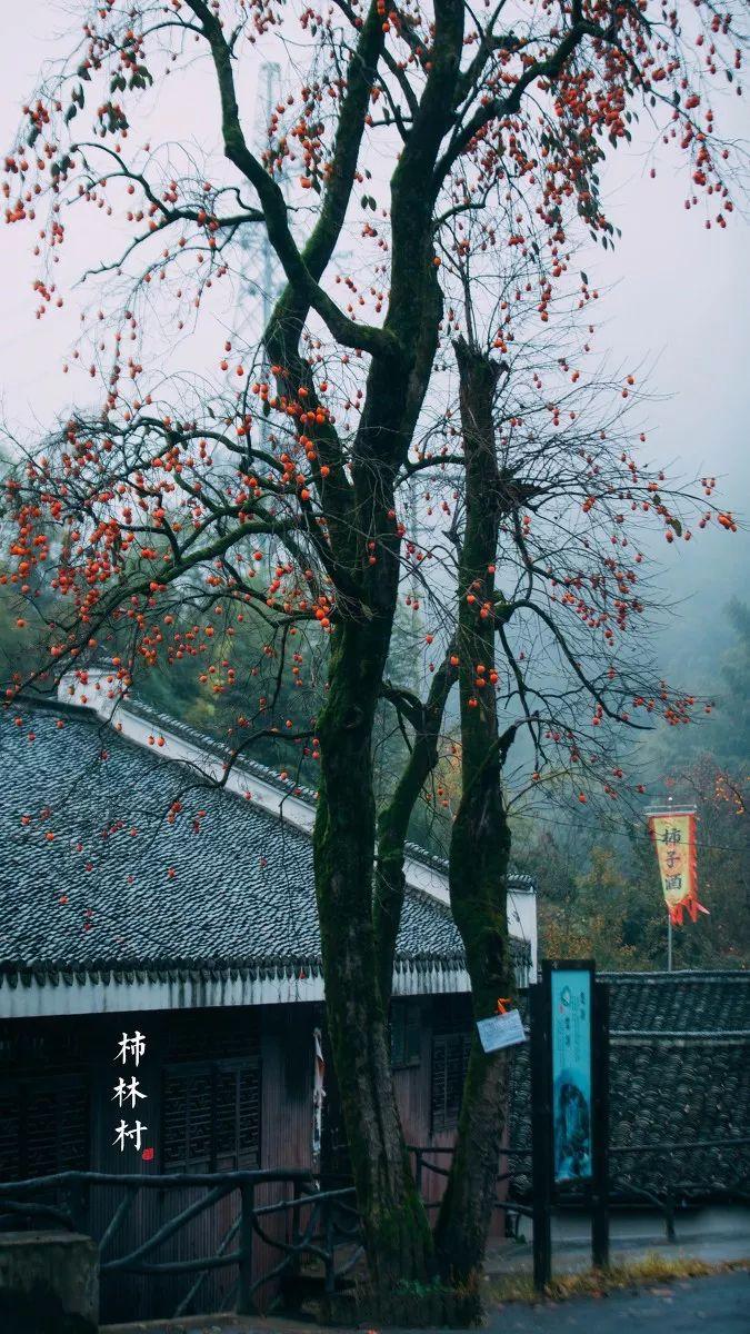 干柿鬼鲛简笔画图片_干柿鬼鲛图片头像_干柿鬼鲛图片