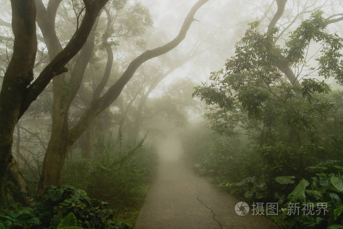 迷雾森林怎么走_迷雾之森_迷雾森林