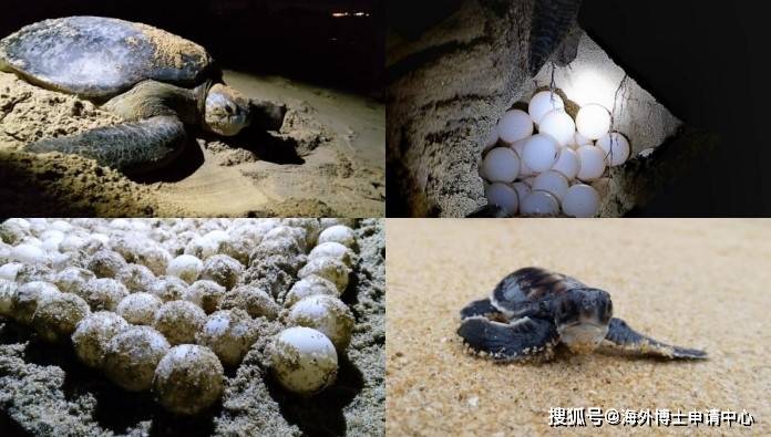 我的世界海龟蛋怎么孵化_海龟孵化基地_世界海龟蛋怎么孵化