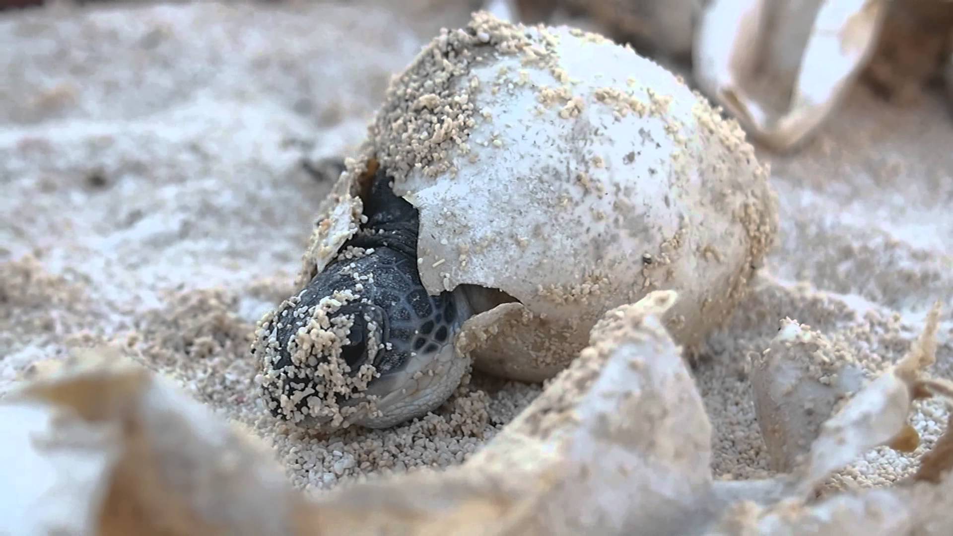 世界海龟蛋怎么孵化_我的世界海龟蛋怎么孵化_海龟孵化基地