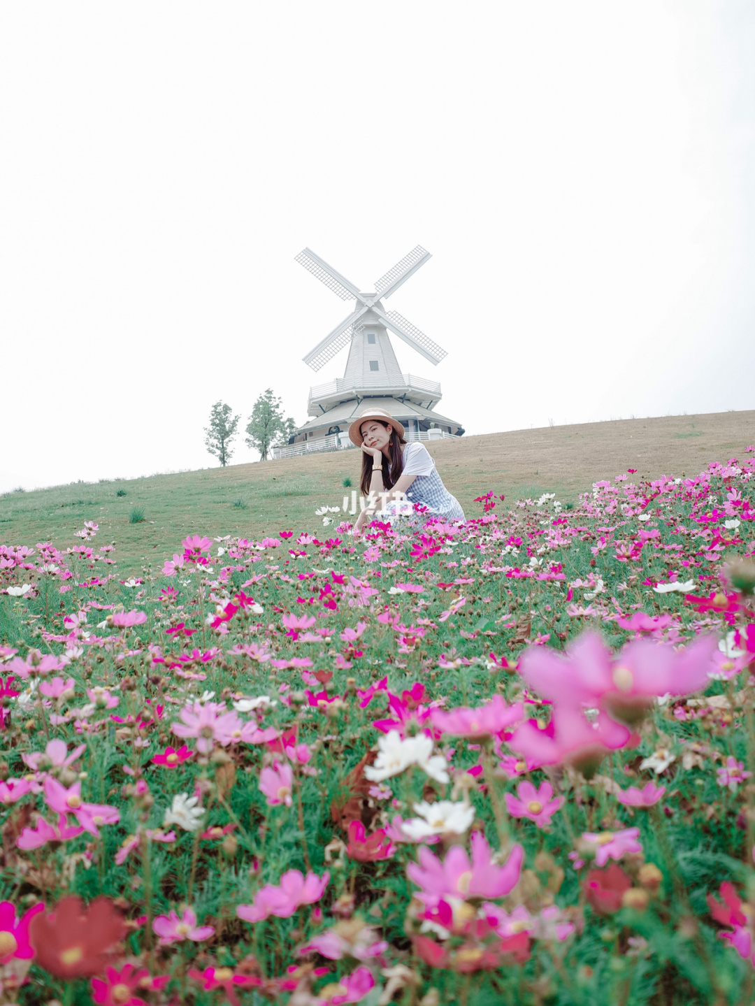 风车菊在哪采_原神风车菊在哪采_风车菊采集路线