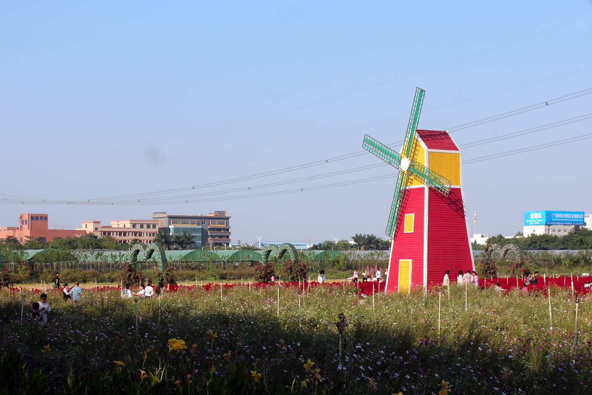 原神风车菊在哪采_风车菊采集路线_风车菊在哪采