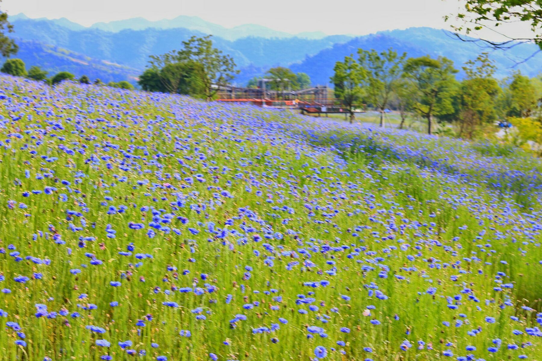 原神风车菊在哪采_风车菊在哪采_风车菊采集路线