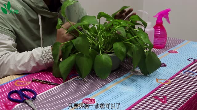 视频绿萝资源网在线观看_绿萝视频资源网_视频绿萝资源网下载