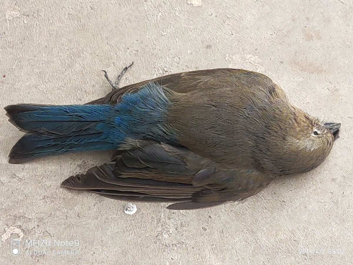 鸟死亡的视频_不死鸟分享_鸟死的征兆