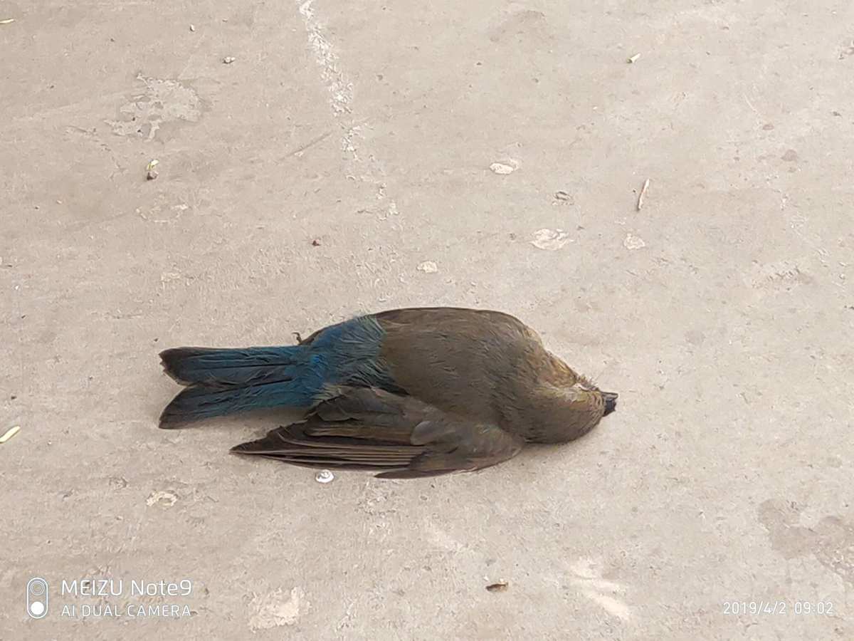 鸟死亡的视频_鸟死的征兆_不死鸟分享