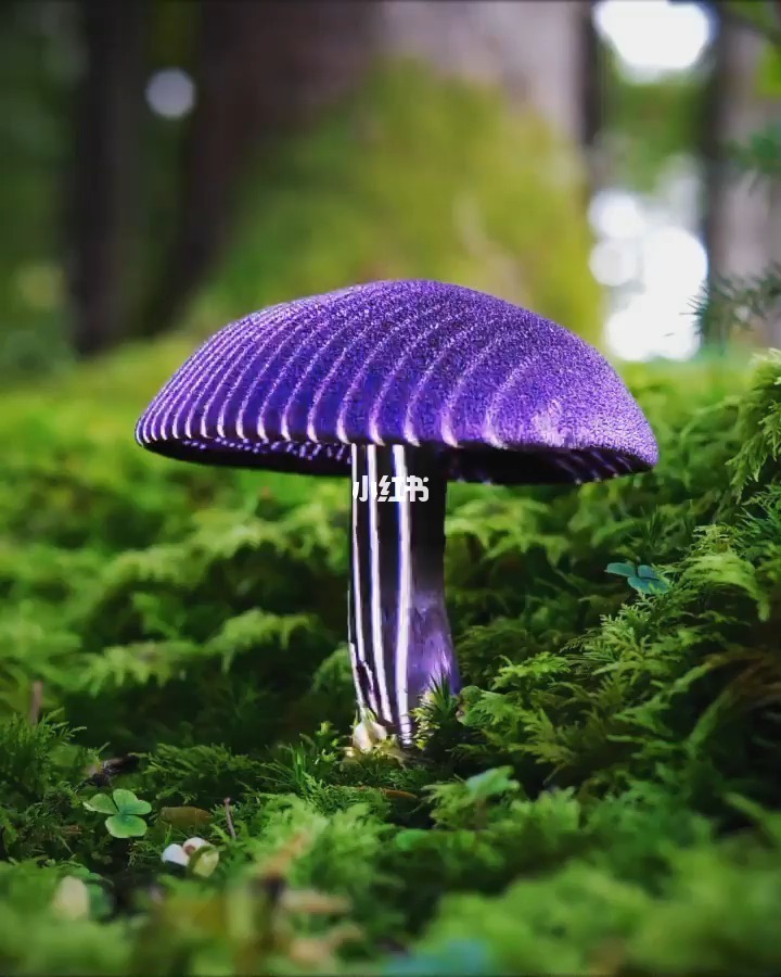 泰拉瑞亚如何建造地表蘑菇地_泰拉瑞亚蘑菇地形怎么造_泰拉瑞亚制造蘑菇地