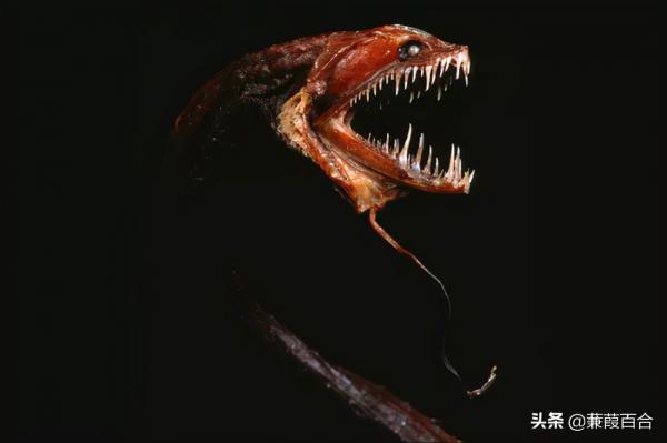 恶魔鱼秀儿_恶魔鱼_恶魔鱼怎么钓