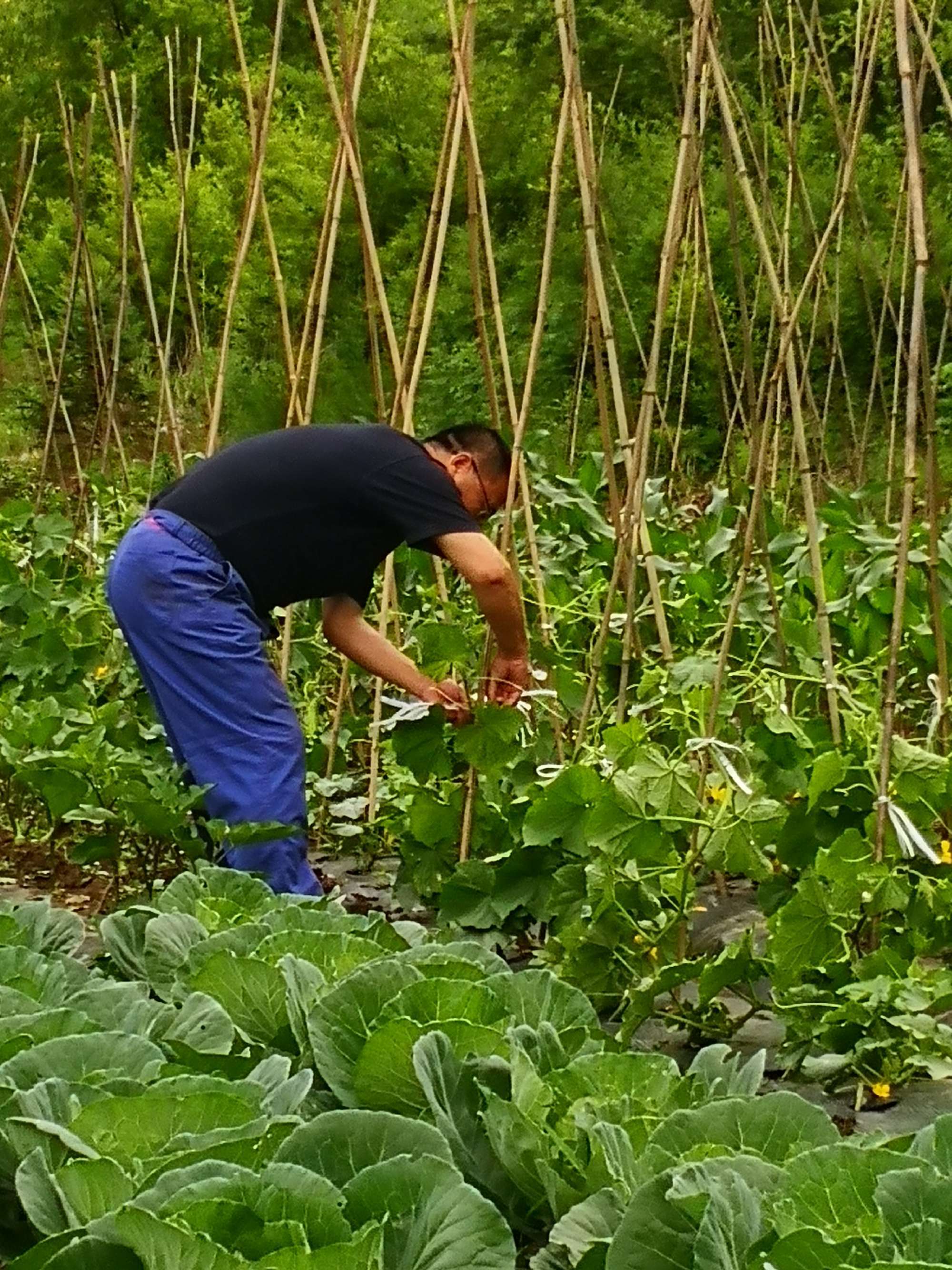 种地的游戏叫什么_种地的手机游戏_手机上种地游戏