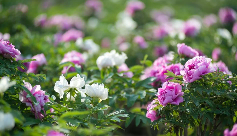 百花66_百花100_百花エミリ