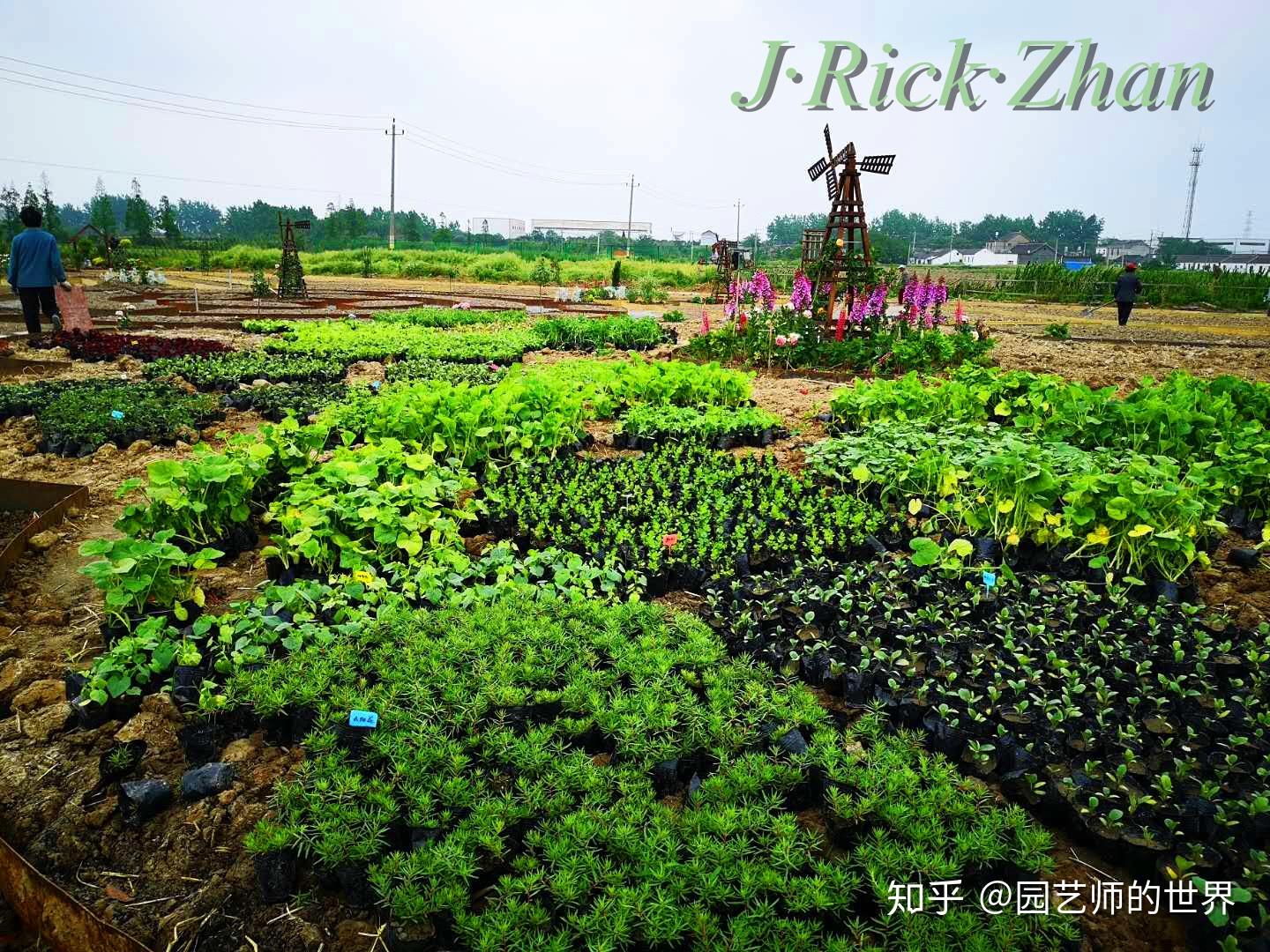 手机上能种菜的游戏-种植乐趣大揭秘！手机上的菜园子让我欲罢不能