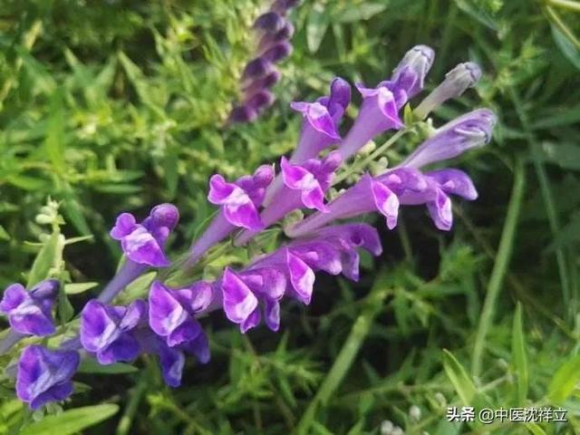 玩法花式擦炮视频_擦炮的花式玩法_玩法花式擦炮视频教程