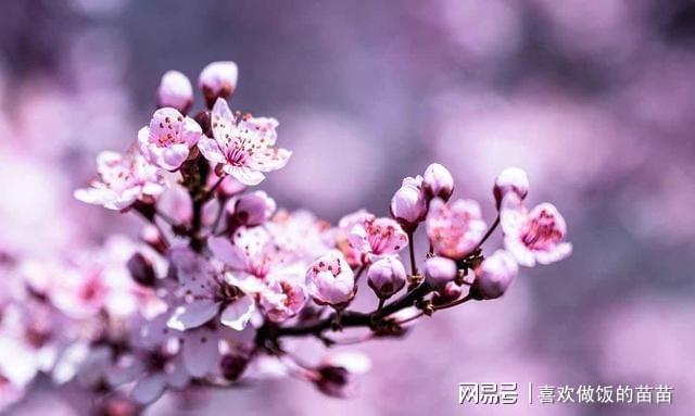 春丽和金刚灯代表什么_春丽_春丽是哪个国家的