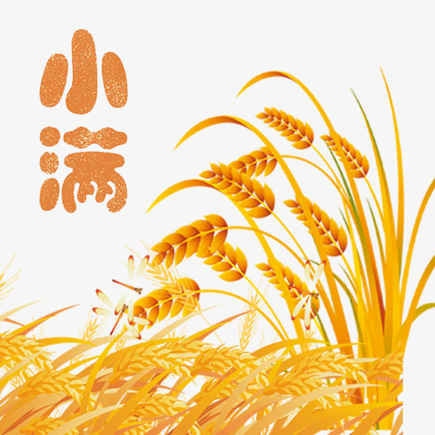 小满节气的含义是什么-小满节气：五谷成熟，农民忙耕快收
