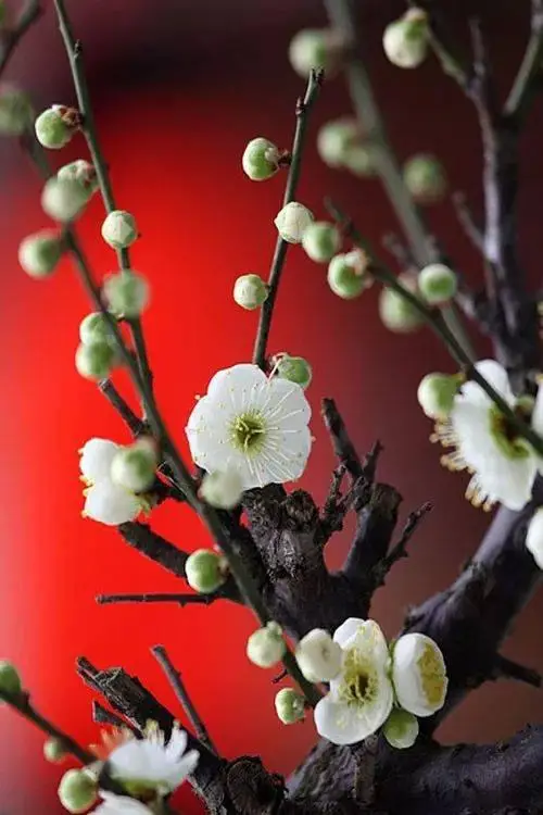 雪茸菇图片_茸雪_雪茸堂