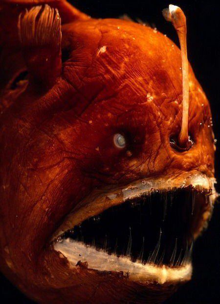 大海原-深海奇妙探索：珍宝沉船与神秘生物群落