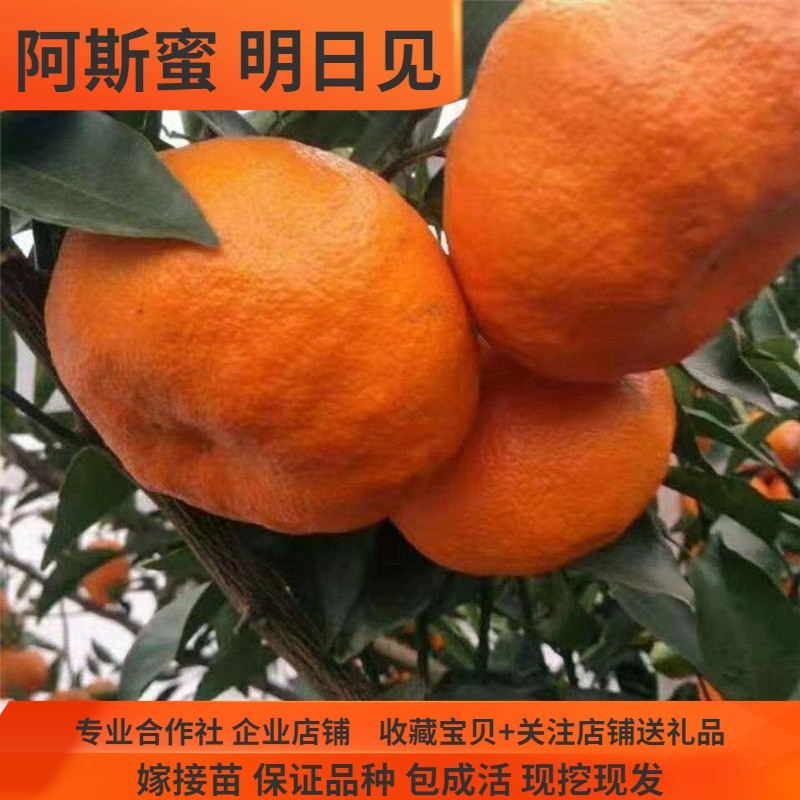 手机下载明日之后玩不了_手机如何下载明日之后游戏_下载不了明日之后怎么办