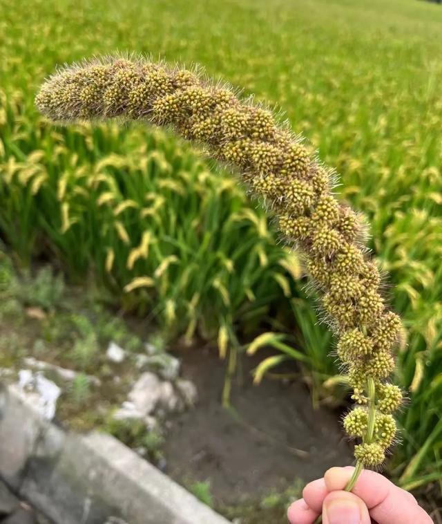 小米手机otg怎么使用?_小米手机使用OTG没反应_小米手机使用技巧