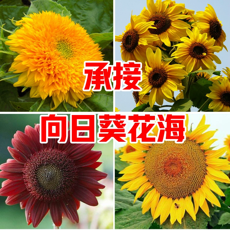 漩涡向日葵_漩涡向日葵死了_漩涡向日葵出生